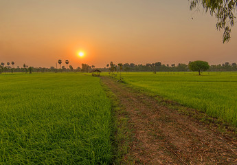 Beautiful view of rice paddy field during sunset in Thailnad. Nature composition