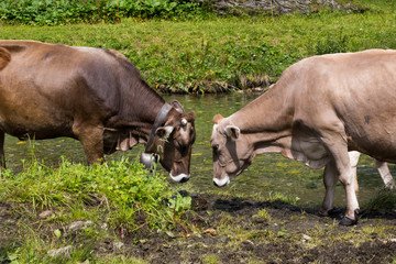 two brown-beige cows face to face near a stream and pasture, one cow wears a bell