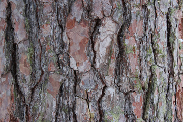 Oak tree bark in the winter background