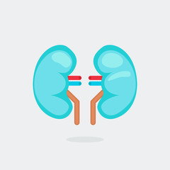 kidneys vector illustration