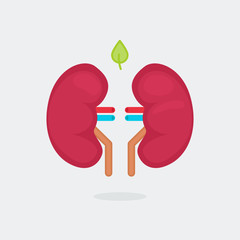 kidneys vector illustration