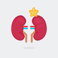 kidneys vector illustration