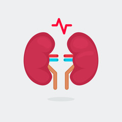 kidneys vector illustration