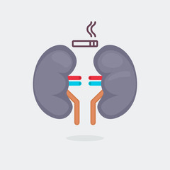 kidneys vector illustration
