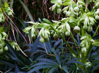 Stinking Hellebore (Helleborus foetidus) flowers