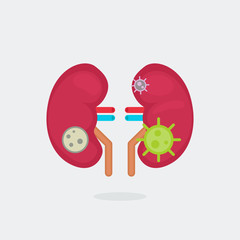 kidneys vector illustration