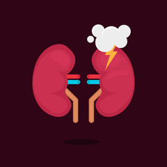 kidneys vector illustration