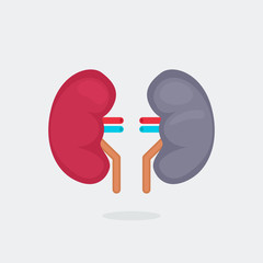 kidneys vector illustration