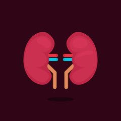 kidneys vector illustration