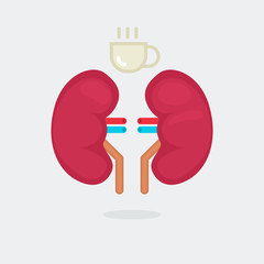 kidneys vector illustration