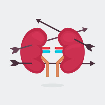 kidneys vector illustration