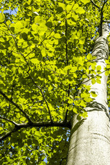 Beech tree, trunk, leaves, springtime, Austria, Vienna, 13. dist