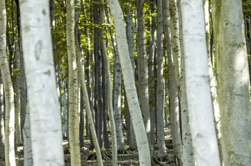 Forest, tree trunks, beech tree, Austria, Vienna, 13. district,