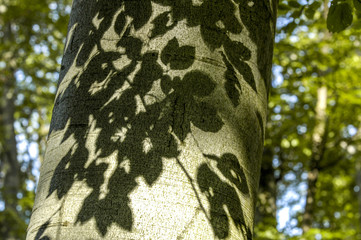 Obraz premium Beech tree, tree trunk, shadow of leaves, Austria, Vienna, 13. d