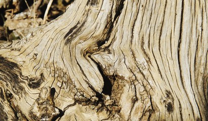 a wooden background root of a tree with deep texture, selective focus