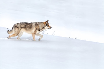 Saarloos Wolfdog walking in snow