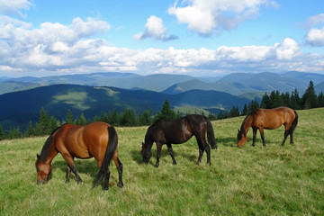 Fototapeta premium Beautiful horses in the mountains
