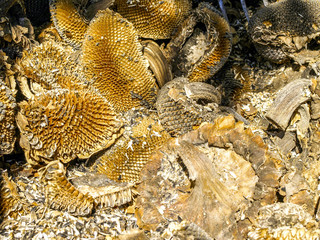Sun flower, dried, without seeds