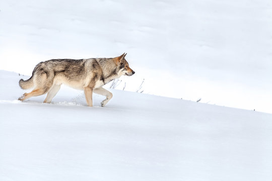 Saarloos Wolfdog walking in snow