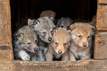 Saarloos Wolfdog puppies in the hutch