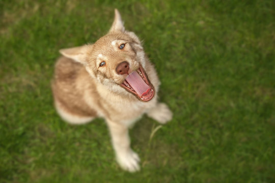 Saarloos Wolfdog puppy on the grass