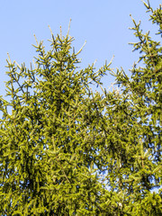 Fir tree