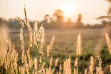 Obraz premium flower and grass