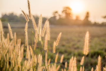 Fototapeta premium flower and grass