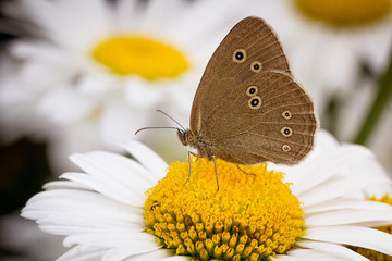 Fototapeta premium Schmetterling auf Blüte