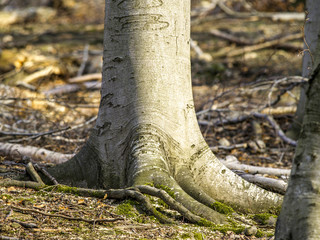 Obraz premium Beech tree, Austria, Vienna, 13. district, zoo Lainz