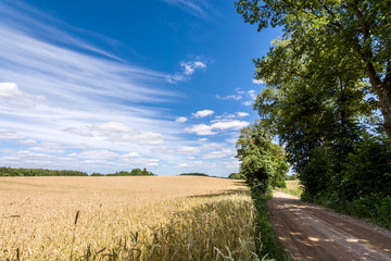 summer meadow near a country road - 137930443