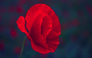 Fototapeta na wymiar wild poppy flower clouse-up. Remembrance Day.