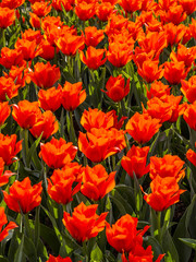 Red tulips