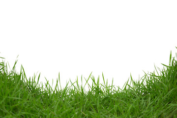 Fototapeta premium Grass isolated on white background.