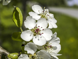 Obraz premium Pear tree in blossom detail, Austria, Lower Austria, Mostviertel