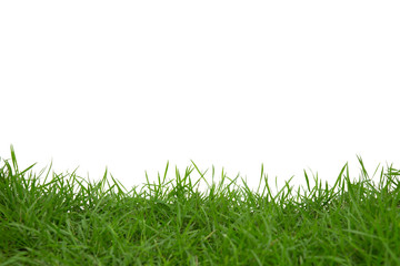 Grass isolated on white background.