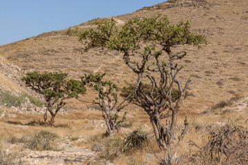 Weihrauchbäume im Oman