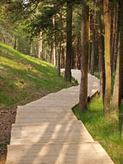 Fototapeta na wymiar Board path in the coniferous wood