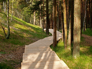 Board path in the coniferous wood