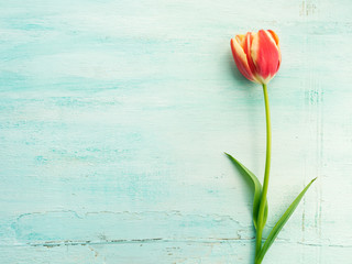 Fototapeta na wymiar Spring easter tulip floral minimal pastel color background with copy space. Top view