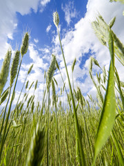 Cereals, corn, field, clouded sky