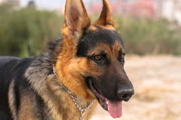 Face of my dog