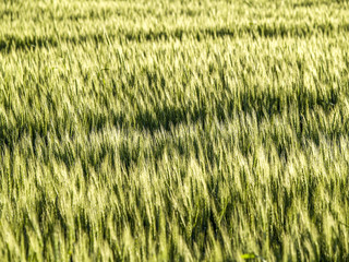 Grain field