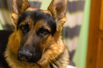 face german sheperd