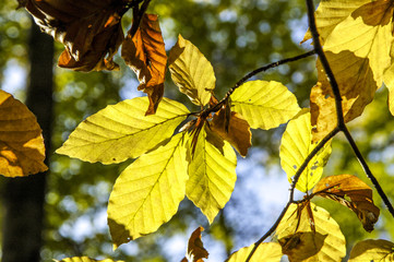 Beech forest, red beech