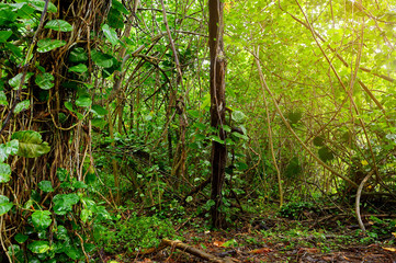 View of the famous Kalalau trail along Na Pali coast of the island of Kauai