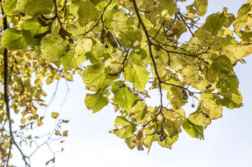 Autumn mood, branch, lime tree, Austria, Vienna, Wienerwald