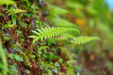 Fern plant on the famous Kalalau trail along Na Pali coast of the island of Kauai