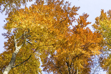 Fototapeta premium Forest in autumn, red beech, fagus sylvatica, Austria, Vienna, W