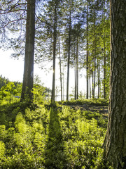 Forest, Finland, North Eastern Finland, Suomussalmi